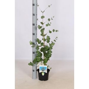 Eucalyptus gunnii P17 Pot c.50/60cm