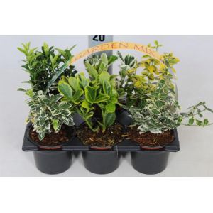 Euonymus In Varieties 6-Pack