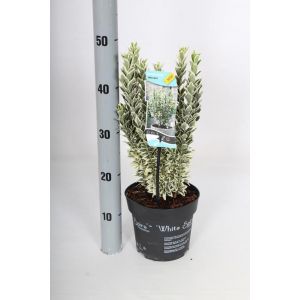 Euonymus White Spire 2Ltr C.40Cm