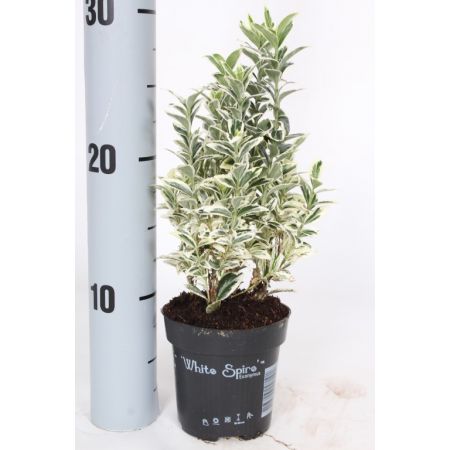 Euonymus White Spire P9 - Our Selection