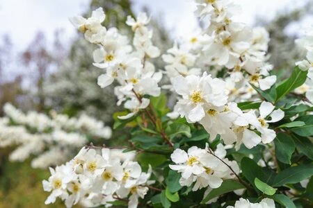 Exochorda X Macarantha The Bride 7 L Container