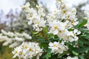 Exochorda X Macarantha The Bride 7 L Container