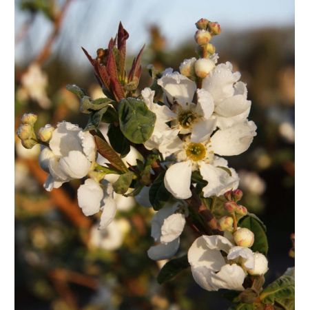 Exochorda X Macarantha The Bride 7 L Container