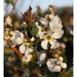 Exochorda X Macarantha The Bride 7 L Container