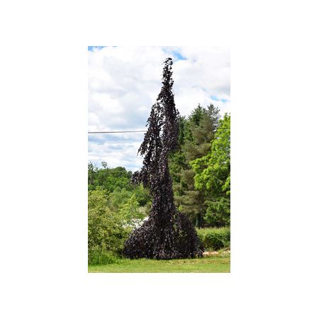 Fagus Sylvatica 'Black Swan' 12 L Container
