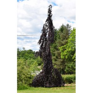 Fagus Sylvatica 'Black Swan' 12 L Container