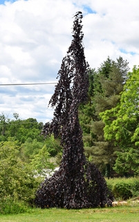 Fagus Sylvatica 'Black Swan' 12 L Container - Horticentre - Your Family Run  Garden Centre in Wakefield and Huddersfield