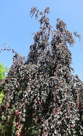 Fagus Sylvatica 'Black Swan' 12 L Container