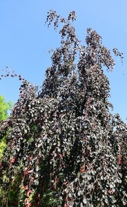 Fagus Sylvatica 'Black Swan' 12 L Container