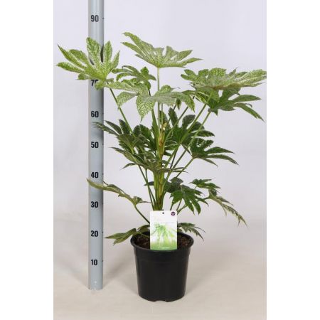 Fatsia Spiders Web P23 - Our Selection