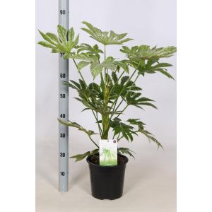 Fatsia Spiders Web P23 - Our Selection