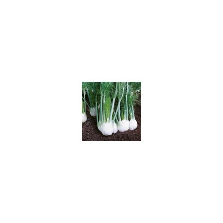 Fennel Rondo F1 Kings Seeds