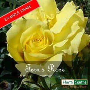 Fern's Rose Floribunda