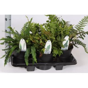 Ferns In Varieties C1.5 - Our Selection
