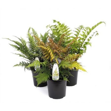 Ferns In Varieties C5 - Our Selection