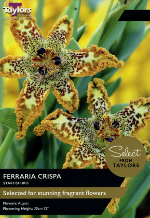 Ferraria Crispa Starfish Iris 1 Bulb Pack