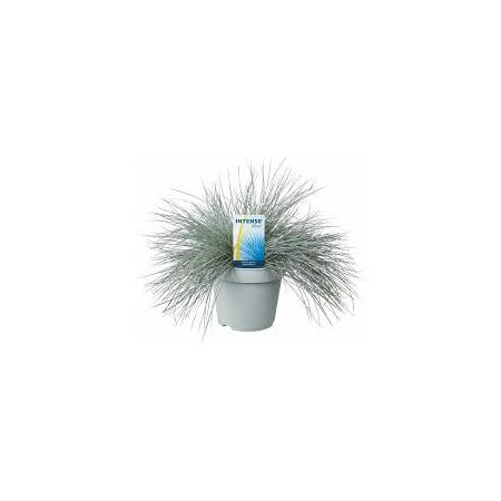 Festuca Glauca Intense Blue 17Cm Pot C.35Cm