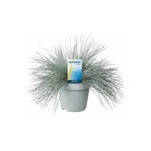 Festuca Glauca Intense Blue 17Cm Pot C.35Cm