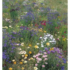 Field and Hedgerow Mixture Kings Seeds