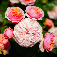 Floribunda