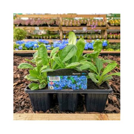 Forget Me Nots Myosotis 6 Pack - Our Selection