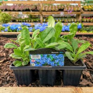 Forget Me Nots Myosotis 6 Pack - Our Selection
