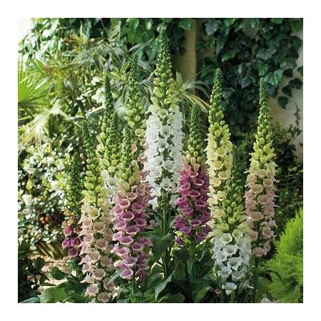 Foxglove Digitalis Candy Mountain Mixed- Kings Seeds