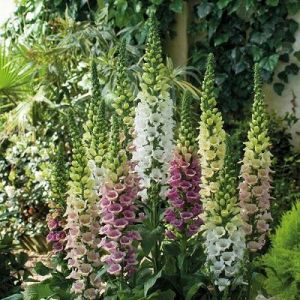 Foxglove Digitalis Candy Mountain Mixed- Kings Seeds