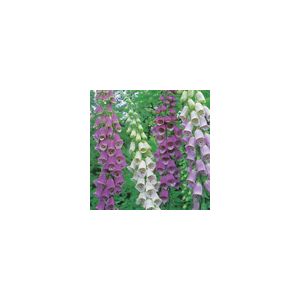 Foxglove (Digitalis) Excelsior Mixed- Kings Seeds