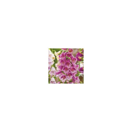 Foxglove Purpurea- Kings Seeds