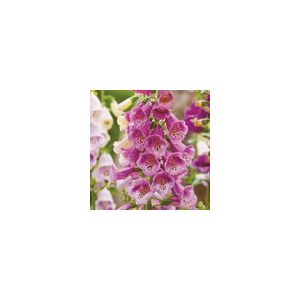 Foxglove Purpurea- Kings Seeds