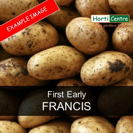 Francis Scottish Seed Potatoes 1.5kg