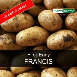 Francis Scottish Seed Potatoes 1.5kg