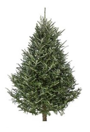 Fraser Fir Tree 2.1m/2.4m  (7/8ft)