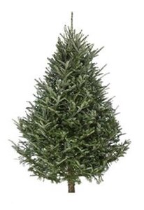 Fraser Fir Tree 2.1m/2.4m (7/8ft)