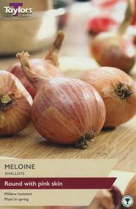 French Shallot Meloine 10 Bulbs