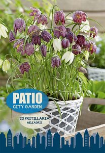 Fritillaria Meleagris 20 Bulb Pack
