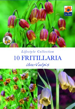 Fritillaria - Uva-Vulpis - 10 Pack