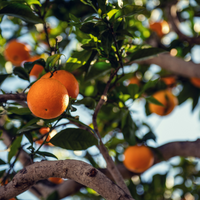 Fruit Trees