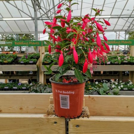 Fuchsia 14Cm Pot - Various Colours - Our Selection