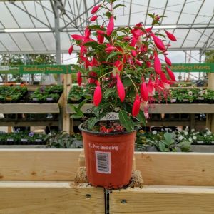 Fuchsia 14Cm Pot - Various Colours - Our Selection