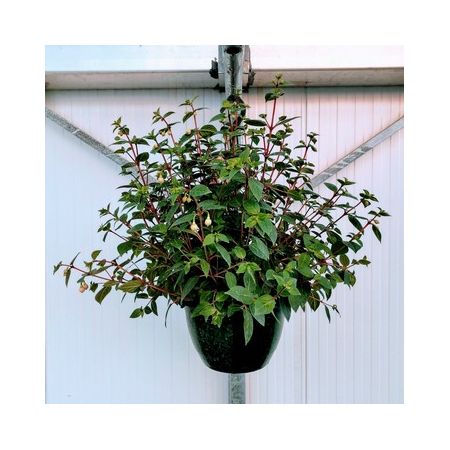 Fuchsia Hanging Basket 25Cm