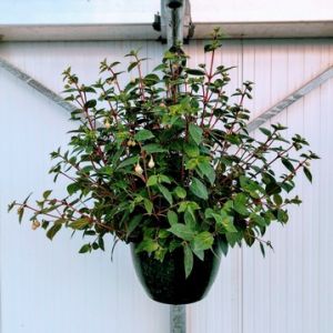 Fuchsia Hanging Basket 25Cm