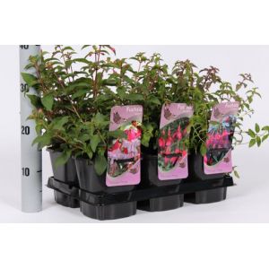 Fuchsia Hardy Mix C2 Pot - Various Colours - Our Selection