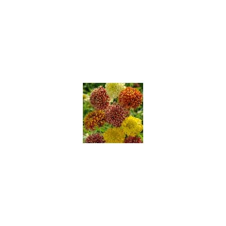 Gaillardia Pulchella Kings Double Mixed- Kings Seeds