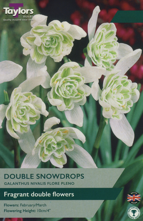 Galanthus nivalis - Flore Pleno - 6 Bulb Pack
