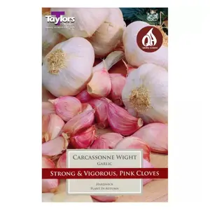 Garlic - Carcassonne Wight - 1 Bulb Pack