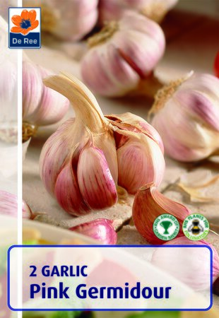 Garlic Pink Germidour 2 Bulbs
