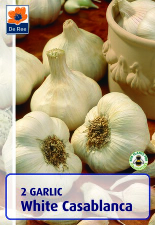 Garlic - White Casablanca - 2 Bulbs