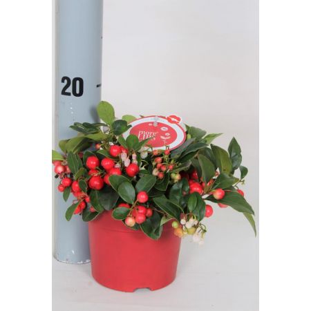 Gaultheria Big Berry P13